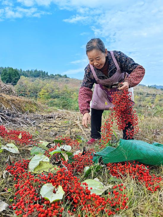 村民正在拾捡采摘下树的山桐子 村民正在拾捡采摘下树的山桐子