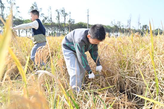 孩子们手执镰刀割稻