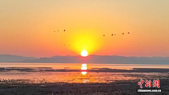 11月26日清晨,水鸟从草海上空飞过。记者 陈溯 摄 11月26日清晨,水鸟从草海上空飞过。记者 陈溯 摄