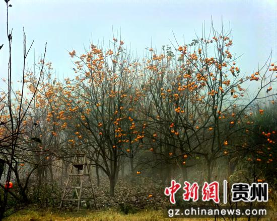 一排排柿树在朦胧中若隐若现,枝头那一个个灯笼般的柿子,用温暖的色彩点亮了冬日的早晨。刁苓沙 摄 一排排柿树在朦胧中若隐若现,枝头那一个个灯笼般的柿子,用温暖的色彩点亮了冬日的早晨。刁苓沙 摄