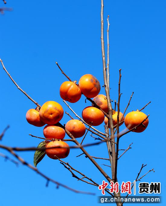 蓝天下,橙黄色的柿子更加诱人。刁苓沙 摄 蓝天下,橙黄色的柿子更加诱人。刁苓沙 摄