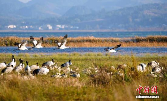 11月,黑颈鹤陆续来到草海越冬。(草海国家级自然保护区管委会供图) 11月,黑颈鹤陆续来到草海越冬。(草海国家级自然保护区管委会供图)