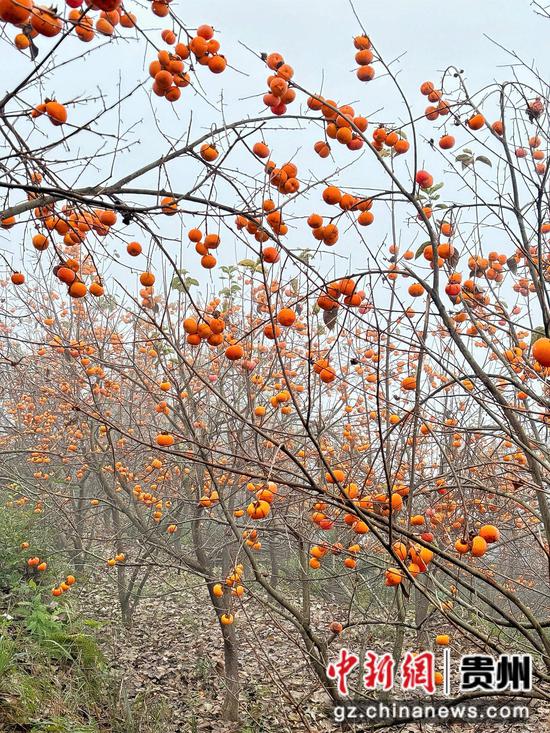 这片4亩的柿子林,如今披上了一身橙黄色的盛装。刁苓沙 摄 这片4亩的柿子林,如今披上了一身橙黄色的盛装。刁苓沙 摄