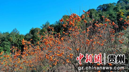 雾气渐渐散去,阳光下,柿林的全貌愈发清晰。刁苓沙 摄 雾气渐渐散去,阳光下,柿林的全貌愈发清晰。刁苓沙 摄