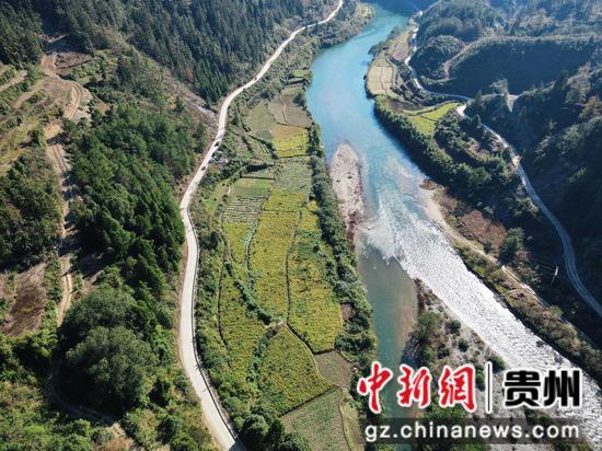 生姜种植基地。吴钰莹 摄 生姜种植基地。吴钰莹 摄