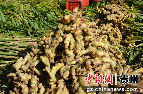 挖好的生姜。姚海燕 摄 挖好的生姜。姚海燕 摄