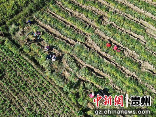 岑巩县羊桥土家族乡车坝河村生姜种植基地。吴钰莹 摄 岑巩县羊桥土家族乡车坝河村生姜种植基地。吴钰莹 摄
