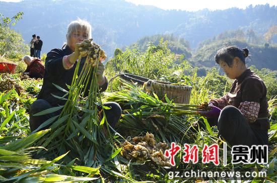 群众在给生姜剪秆、除泥。姚海燕 摄 群众在给生姜剪秆、除泥。姚海燕 摄