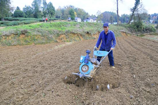 村民在凤冈县何坝街道凌云村百合种植基地务工。饶云 摄 村民在凤冈县何坝街道凌云村百合种植基地务工。饶云 摄