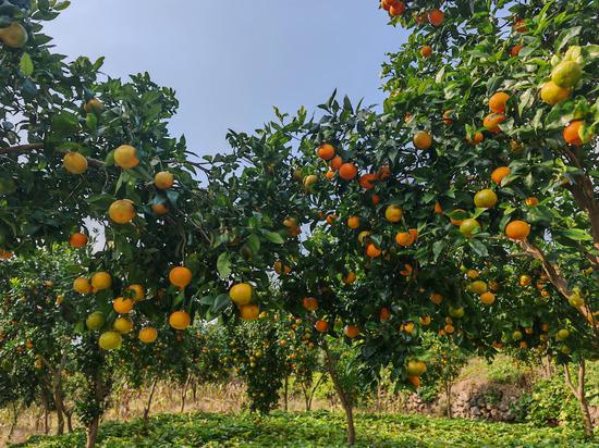 二里镇观摩村沃柑种植基地，沃柑满枝头。 刘俊 摄