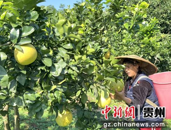 图为村民采摘白皮柚。