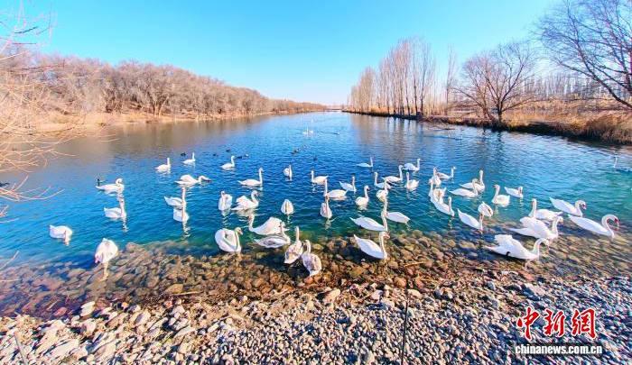 成群天鹅在新疆伊宁县天鹅泉栖息越冬