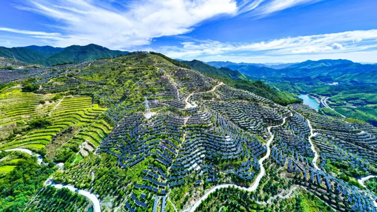 景宁畲族自治县东坑镇农光互补光伏基地 摄/章子妍 景宁畲族自治县东坑镇农光互补光伏基地 摄/章子妍