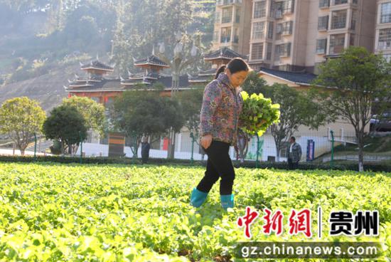 居民在“微菜园”移栽油菜。杨家孟摄 居民在“微菜园”移栽油菜。杨家孟摄