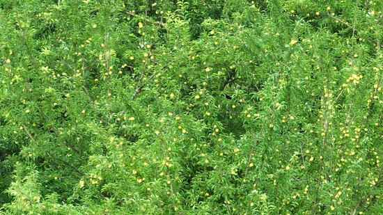涟江街道山口村蜂糖李基地 涟江街道山口村蜂糖李基地