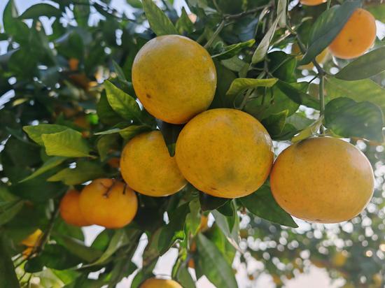 二里镇观摩村沃柑种植基地，沃柑满枝头。 刘俊 摄