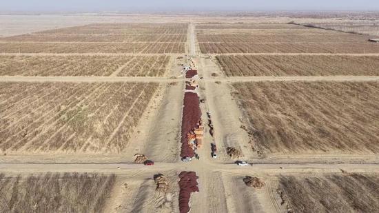 洛浦县拜什托格拉克乡4000亩“中枣1号”红枣基地进入采收期。记者 阿卜力克木·依卜拉依木摄