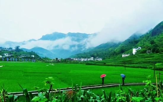 水城区米箩镇稻田基地。