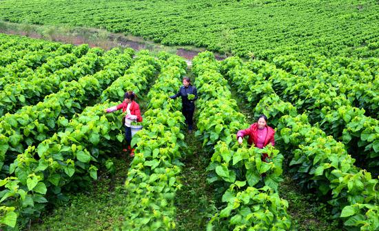 土溪镇三河村桑田如绿海 采桑养蚕忙  陈昌霖