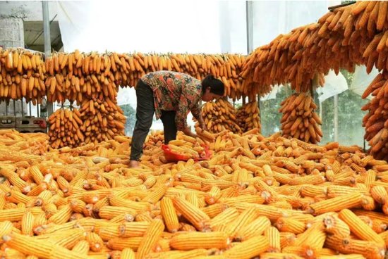 金灿灿的玉米堆满房前屋后。