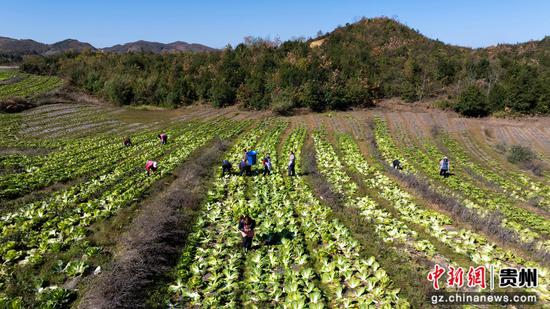 赫章县双坪乡安山村连片蔬菜基地。谢永奇 赫章县双坪乡安山村连片蔬菜基地。谢永奇