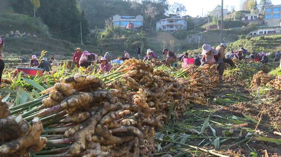 生姜丰收 生姜丰收
