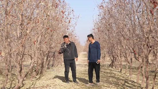 红枣种植户查看红枣品质。记者 阿卜力克木·依卜拉依木摄