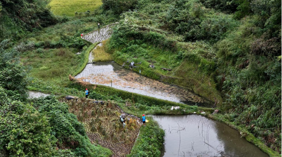 无人机助力秋收场景 无人机助力秋收场景