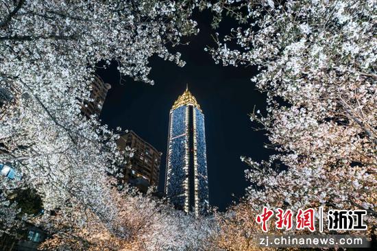 日前,大南樱花夜景。鹿城区委宣传部 供图 日前,大南樱花夜景。鹿城区委宣传部 供图