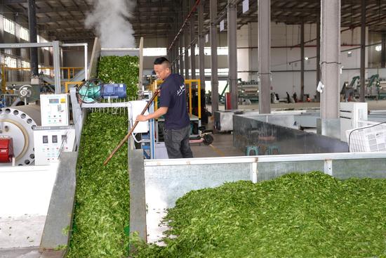 永安镇田坝社区黔茶农旅开发公司自动化智能化杀青一角