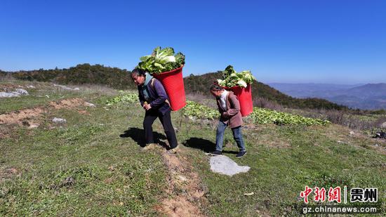 双坪乡安山村村民背蔬菜去装车。谢永奇摄 双坪乡安山村村民背蔬菜去装车。谢永奇摄