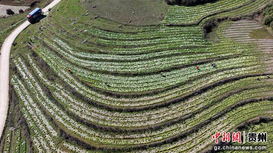 赫章县双坪乡安山村连片蔬菜基地。谢永奇 赫章县双坪乡安山村连片蔬菜基地。谢永奇