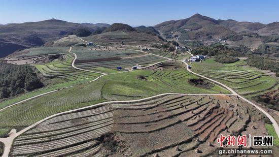 双坪乡安山村蔬菜基地。谢永奇 摄 双坪乡安山村蔬菜基地。谢永奇 摄