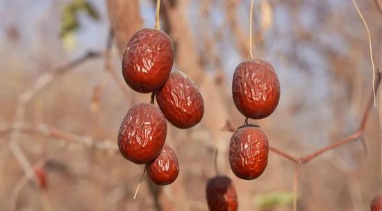 “中枣1号”红枣果实。记者 阿卜力克木·依卜拉依木摄