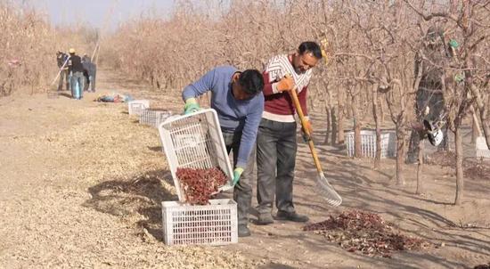 村民在“中枣1号”红枣基地拾果、筛选。记者 阿卜力克木·依卜拉依木摄0
