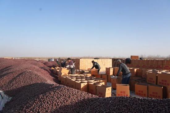 村民在“中枣1号”红枣基地，正将红枣装箱。记者 阿卜力克木·依卜拉依木摄b3