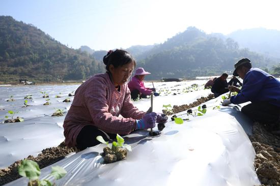 村民正在进行茄子苗移栽作业 村民正在进行茄子苗移栽作业