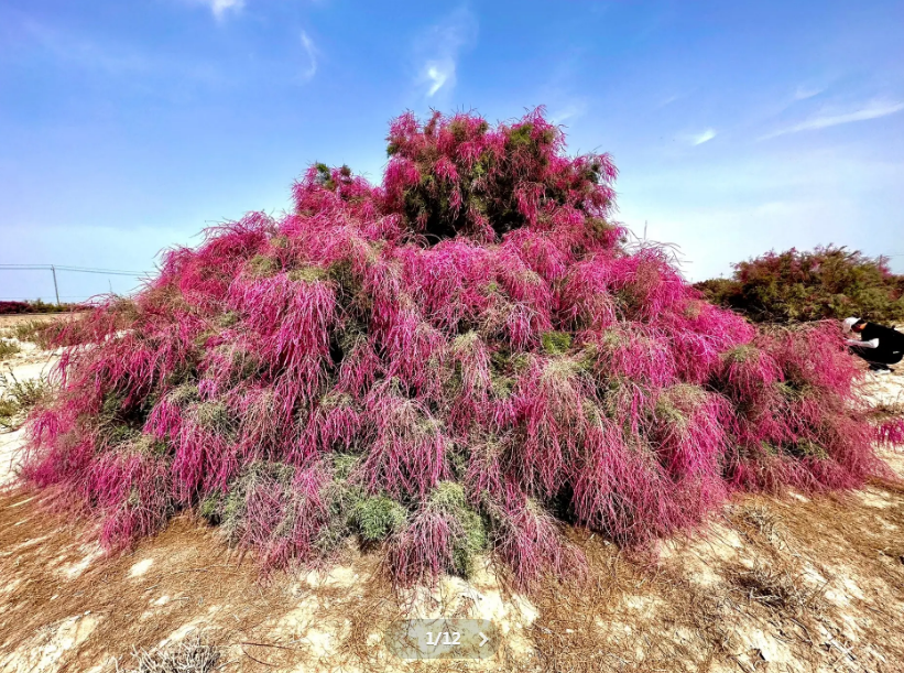 尉犁县戈壁滩一角红柳开花。曾辉 摄