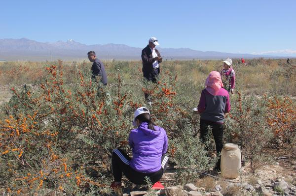 图为:村民采摘沙棘 图为:村民采摘沙棘