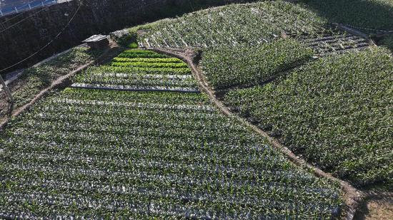 沫阳镇访里村鲜食玉米种植一角 沫阳镇访里村鲜食玉米种植一角