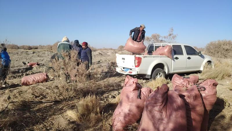 尉犁国投集团新疆智创康农农业有限公司组织人员收集红柳种子。陈湘 摄