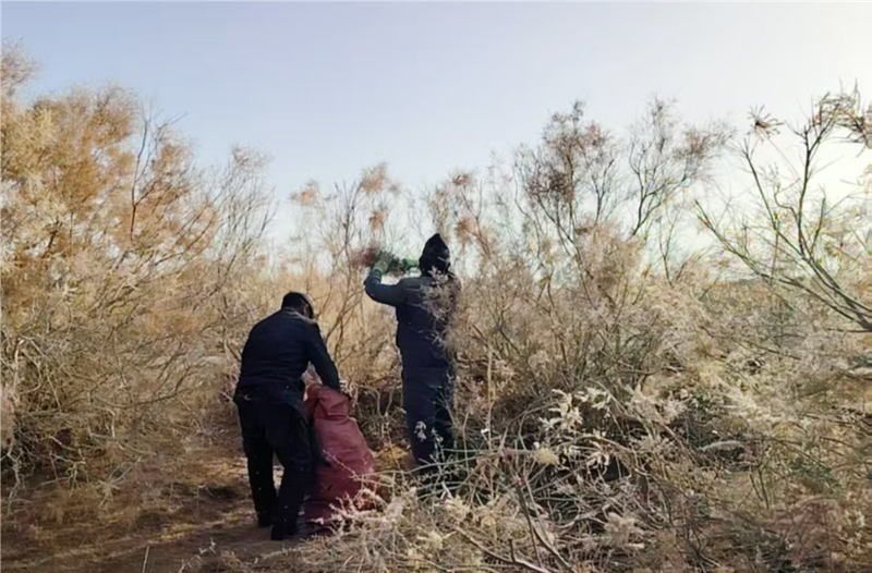 尉犁国投集团新疆智创康农农业有限公司组织人员收集红柳种子。陈湘 摄