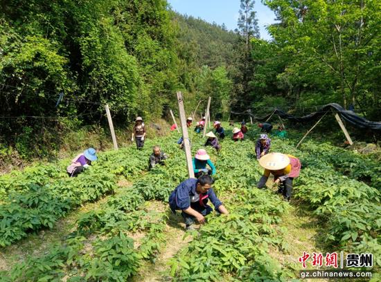 图为坪坡及周边村群众在淫羊藿种植基地除草。