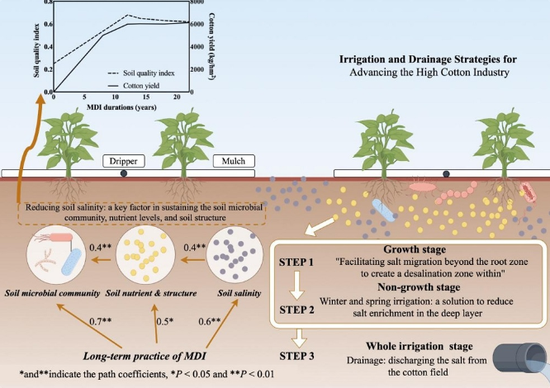 代表性成果。石河子大学供图