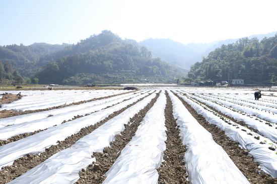龙坪镇坪寨村蔬菜种植基地一角 龙坪镇坪寨村蔬菜种植基地一角