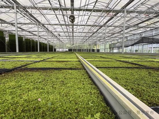 林下苔藓种植基地 图源景宁发布