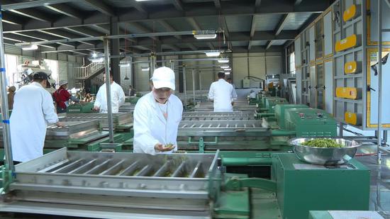 茶叶制作 茶叶制作