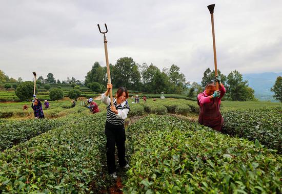 盘云茶业组织工人管理茶叶基地。(凤冈融媒供图) 盘云茶业组织工人管理茶叶基地。(凤冈融媒供图)