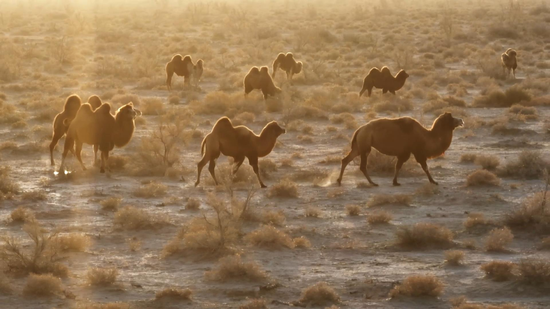 0a8b8dce63a1f5ead24a70d2273d0c9a