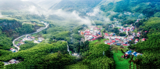 盘州市大洞竹海。肖本祥 摄
